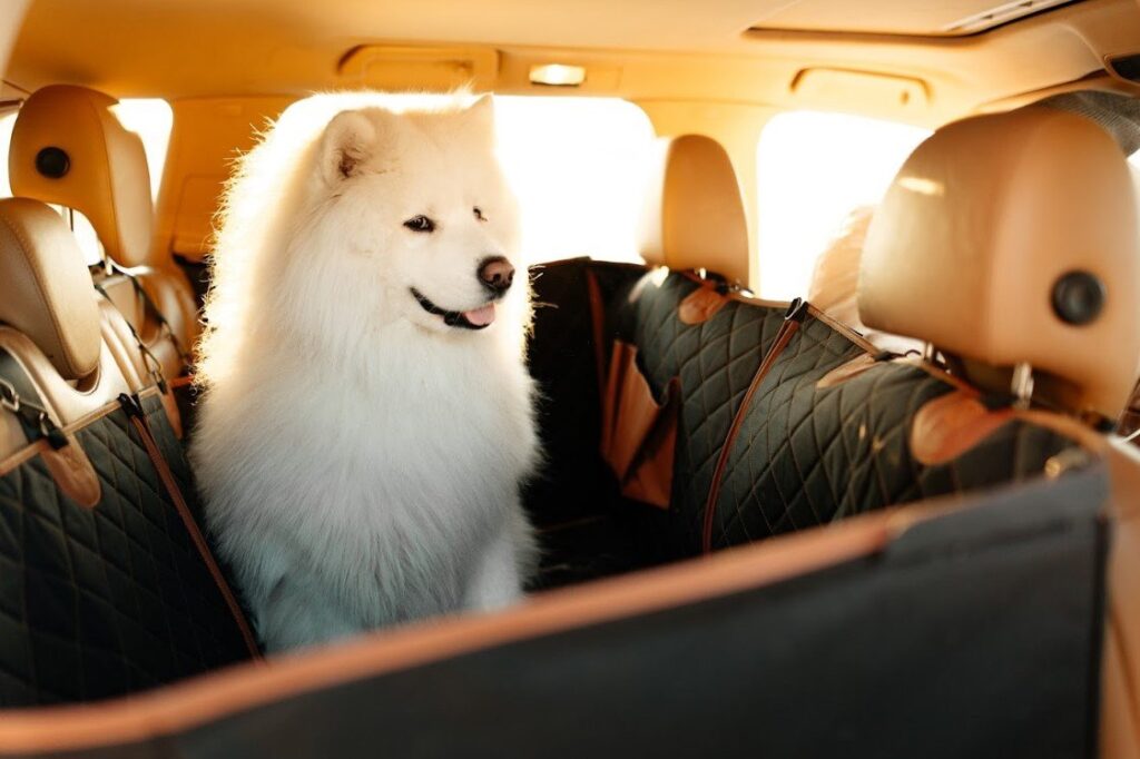 back seat protector for dogs