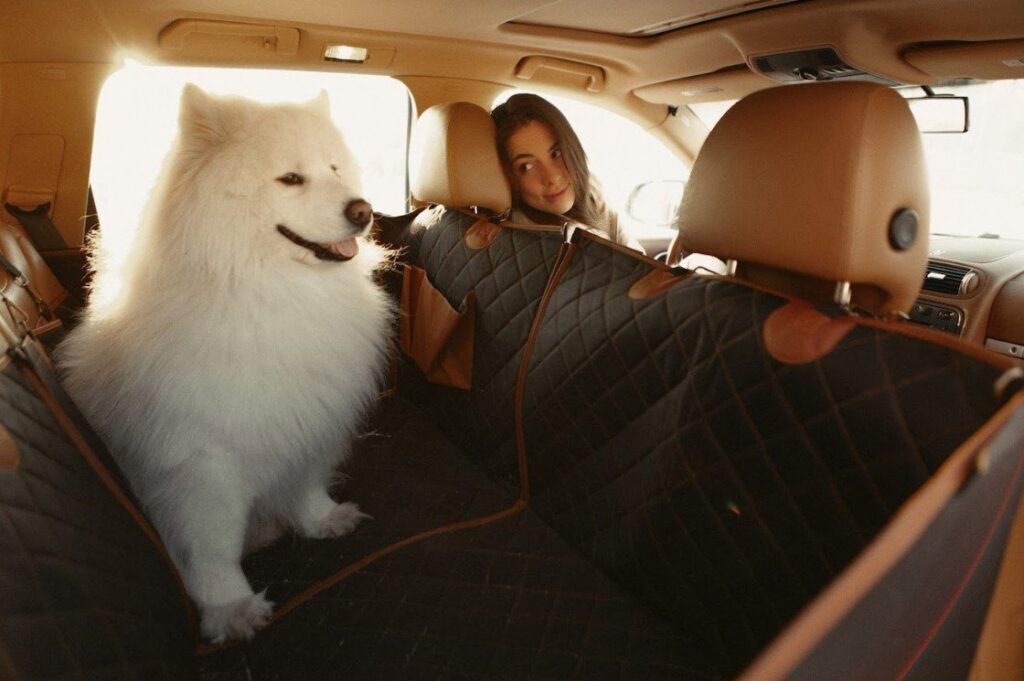 best dog seat cover