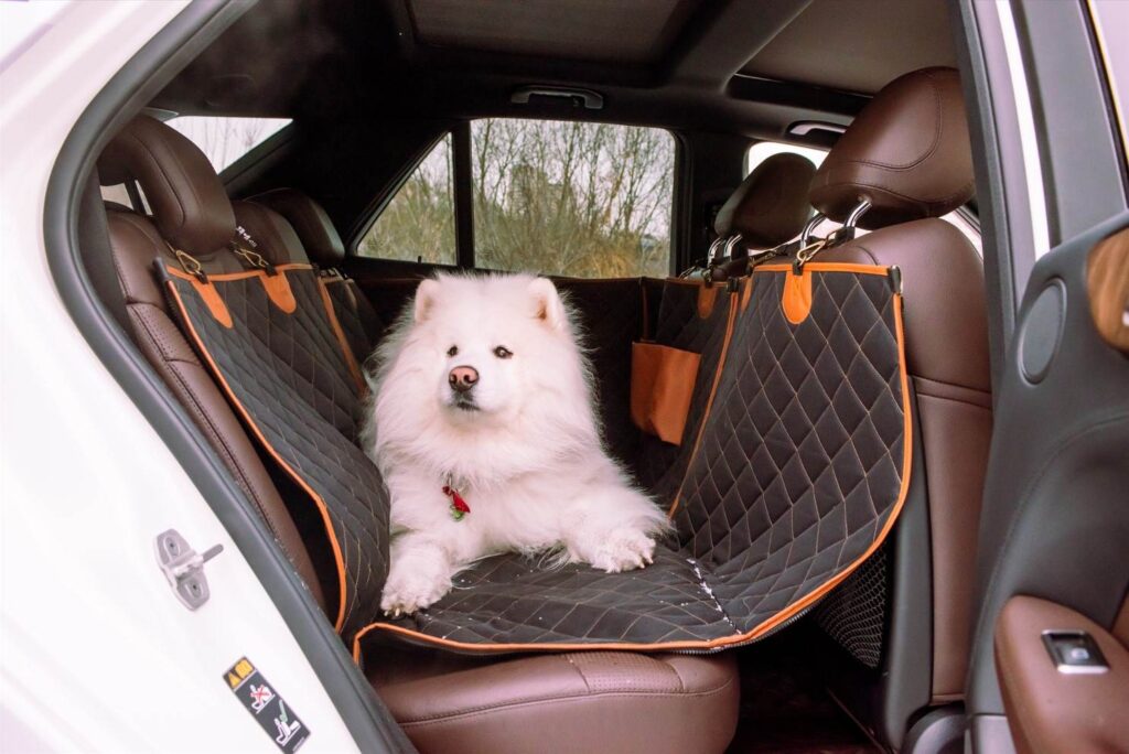 safest dog seat belt