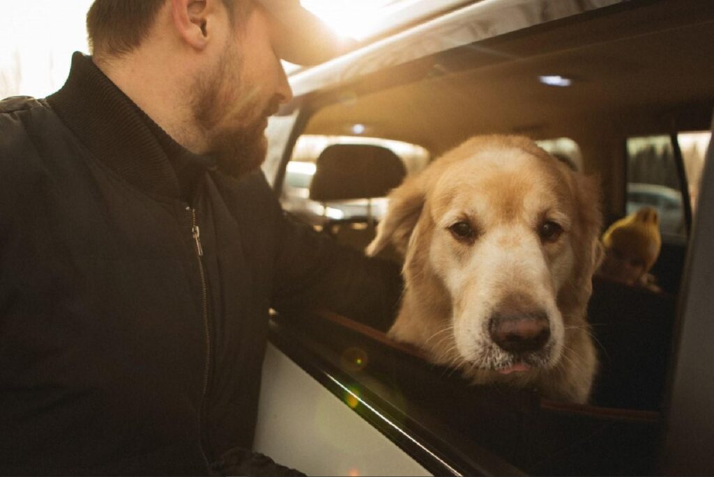 safest dog seat belt