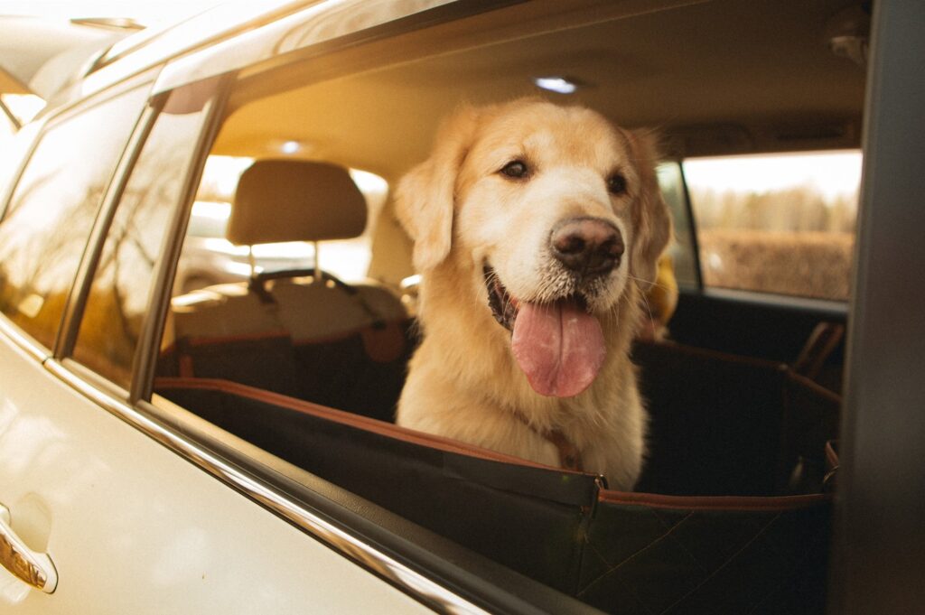 safest dog seat belt